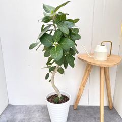 フィカス ベンガレンシス 曲がり 8【現品】観葉植物 大型 室内 - メルカリ