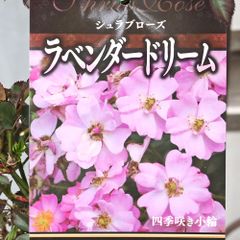 バラ苗 フラワーガール シュラブローズ 大苗 - メルカリ