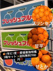 島SAIKO 島プリンセス 愛果48号 5kg 新品種 柑橘 - メルカリ