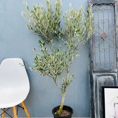 2026年最新】オリーブ 創樹の人気アイテム - メルカリ