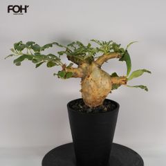 F44 セサモタムナス ブッセヌス 発根済み 現地球 タンザニア産 - メルカリ