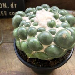 美形株】 オトンナ カカリオイデス チレコドン ピグマエア ムルチ 現地