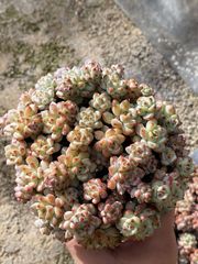 多肉植物 Z2548 アワユキニシキ 12鉢 土鉢づき エケベリア セダム