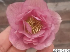 2026年最新】クリスマスローズ開花株の人気アイテム - メルカリ