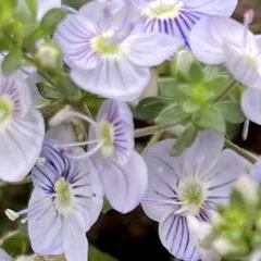 ベロニカ  マダムマルシア 3.5号（直径10.5cm）ポット苗 1株 寄せ植え 鉢植え コンテナ 花壇 ガーデン グランドカバー ハンギング 花苗 宿根草 多年草