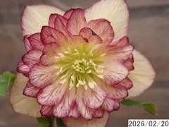 2026年最新】クリスマスローズ開花株の人気アイテム - メルカリ