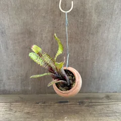 【 パルムポット 】ネオレゲリア ハイブリッド ① 現品 交配種 交配 Neoregelia hybrid 交配種 交配 現品 観葉植物 観葉 植物  タンクブロメリア ブロメリア アナナス ハンギング 吊るす  インテリア