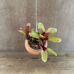 【 パルムポット 】ネオレゲリア ハイブリッド ③ 現品 交配種 交配 Neoregelia hybrid 交配種 交配 現品 観葉植物 観葉 植物  タンクブロメリア ブロメリア アナナス ハンギング 吊るす  インテリア