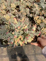 新入荷　15株の抜き苗セット　ボウヨウフクムスメニシキ　多肉植物　佐川急便発送　エケベリア　セダム　韓国苗　Z3724