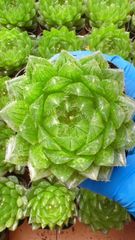 Top【選抜株】多肉植物 19937樱水晶玉露锦 10個 鉢無し/脱土 - メルカリ