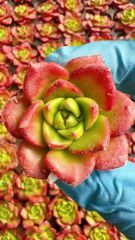 多肉植物 M467 アニー 128苗 土根付き エケベリア セダム アエオニウム