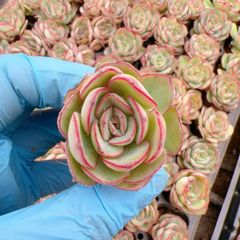 多肉植物 M467 アニー 128苗 土根付き エケベリア セダム アエオニウム