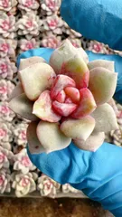 多肉植物　M351　ドイツシャンペン　105苗　土根付き　エケベリア　セダム　アエオニウム　韓国苗　寄せ植え　詰め合わせ