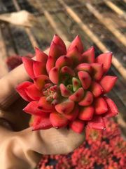 多肉植物 Z866 ロココ 54鉢 土鉢づき エケベリア セダム アエオニウム