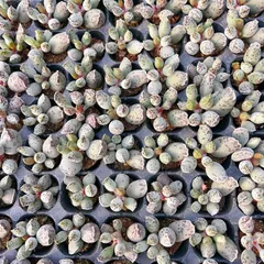 多肉植物　M405　アザラシ　105苗　土根付き　エケベリア　セダム　アエオニウム　韓国苗　寄せ植え　詰め合わせ