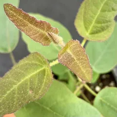 レモンユーカリ 3.5号（直径10.5cm）ポット苗 1株 ハーブ ガーデニング 鉢植え 寄せ植え　花壇 コンテナ ガーデン