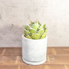 小疣美形株】アロンソイ /サボテン 塊根植物 - メルカリ