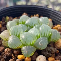 ハオルチア オブツーサ　Haworthia obtusa美品のサムネイル