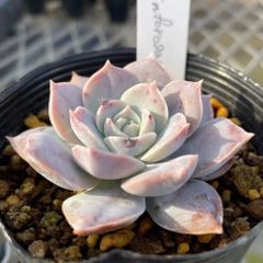 21. 【札付き】25×109コロラータ Mさん苗 Mコロ 多肉植物 エケベリア