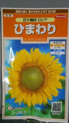 ひまわり 巨大輪 向日葵 種 ３袋セット