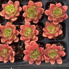 XY292×16苗 ティア 土付き 多肉植物 アエオニウム エケベリア サボテン