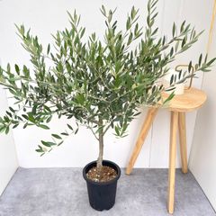 オリーブの木,た植物/観葉植物ルッカ『特大、綺麗な樹形。幹太❗️樹高