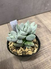 多肉植物 緑色 六角形鉢 - メルカリ