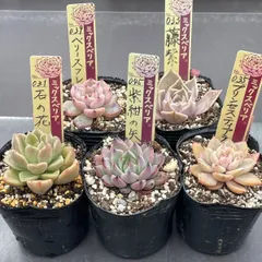 多肉植物ミックスベリア♡石の花、ベリースフレ、藤紫、プリンセスティアラ、紫紺の矢❤︎抜き苗(根付き)