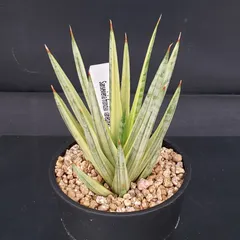 2026年最新】サンスベリアの人気アイテム - メルカリ