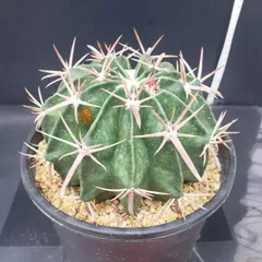 2026年最新】エキノカクタスの人気アイテム - メルカリ