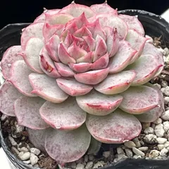 多肉植物♡レッドデイ❤︎抜き苗(根付き)