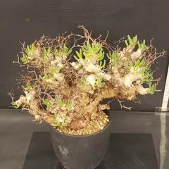 2026年最新】万物想の人気アイテム - メルカリ