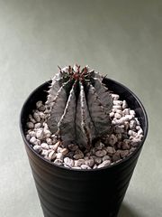 ユーフォルビアホリダ チンアナゴ 雌ゼブラ 特大サイズカキ子 - メルカリ