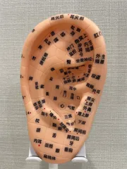 【5個セット】耳ツボ模型｜耳つぼジュエリー練習用｜施術トレーニング