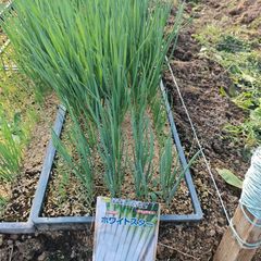 苗余りました！水稲苗つぶすけ粒スケ千葉県いすみより値段は相談残り39枚 苗余りました！水稲苗つぶすけ粒スケ千葉県いすみより値段は相談残り39