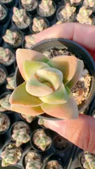 新入荷　24株の抜き苗セット　キノカワニシキ　多肉植物　佐川急便発送　エケベリア　セダム　韓国苗　Z3796