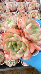 新入荷　24株の抜き苗セット　エスケーツー　多肉植物　佐川急便発送　エケベリア　セダム　韓国苗　Z3824