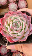 新入荷　24株の抜き苗セット　ピンククリスタル　多肉植物　佐川急便発送　エケベリア　セダム　韓国苗　Z3843