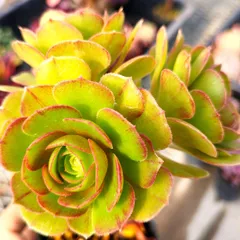 2026年最新】アエオニウムの人気アイテム - メルカリ