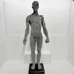 2026年最新】Anatomy toolsの人気アイテム - メルカリ