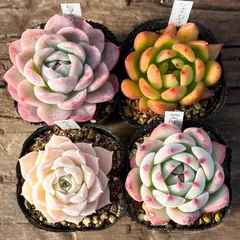 【3-1】多肉植物４点セット（現品限り）