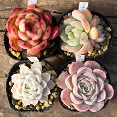 【3-5】多肉植物４点セット（現品限り）