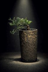 超希少スペシャルコレクション株】エボリスピナ双頭【陽炎】【発根済