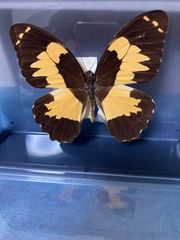 ロスチャイルドトリバネアゲハ♂ - メルカリ