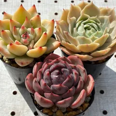 【韓国苗3種入り】お得セットG  エケベリア　多肉植物　送料込み