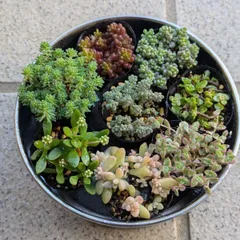 多肉植物　抜き苗　春の寄せ植えセット　セダム　4センチポット×８