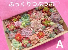 A クーポンあり❣️ ぷっくりとつぶつぶ❣️寄せ植えセット　カット苗　ピンク多肉　多肉弁当　美人　エケベリア　セダム　パキフィツム　チーズ　韓国苗入り