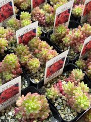 Top【選抜株】多肉植物　24988シムランス　12個　鉢無し/脱土 Top【選抜株】多肉植物 24988シムランス 12個 鉢無し/脱土 - メルカリ