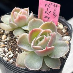 多肉植物♡3号ポット・ピンクルルビー❤︎抜き苗(根付き) - メルカリ