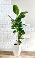 フィカス ベンガレンシス 杢仕立て 1.7m程 観葉植物 引取限定 - メルカリ